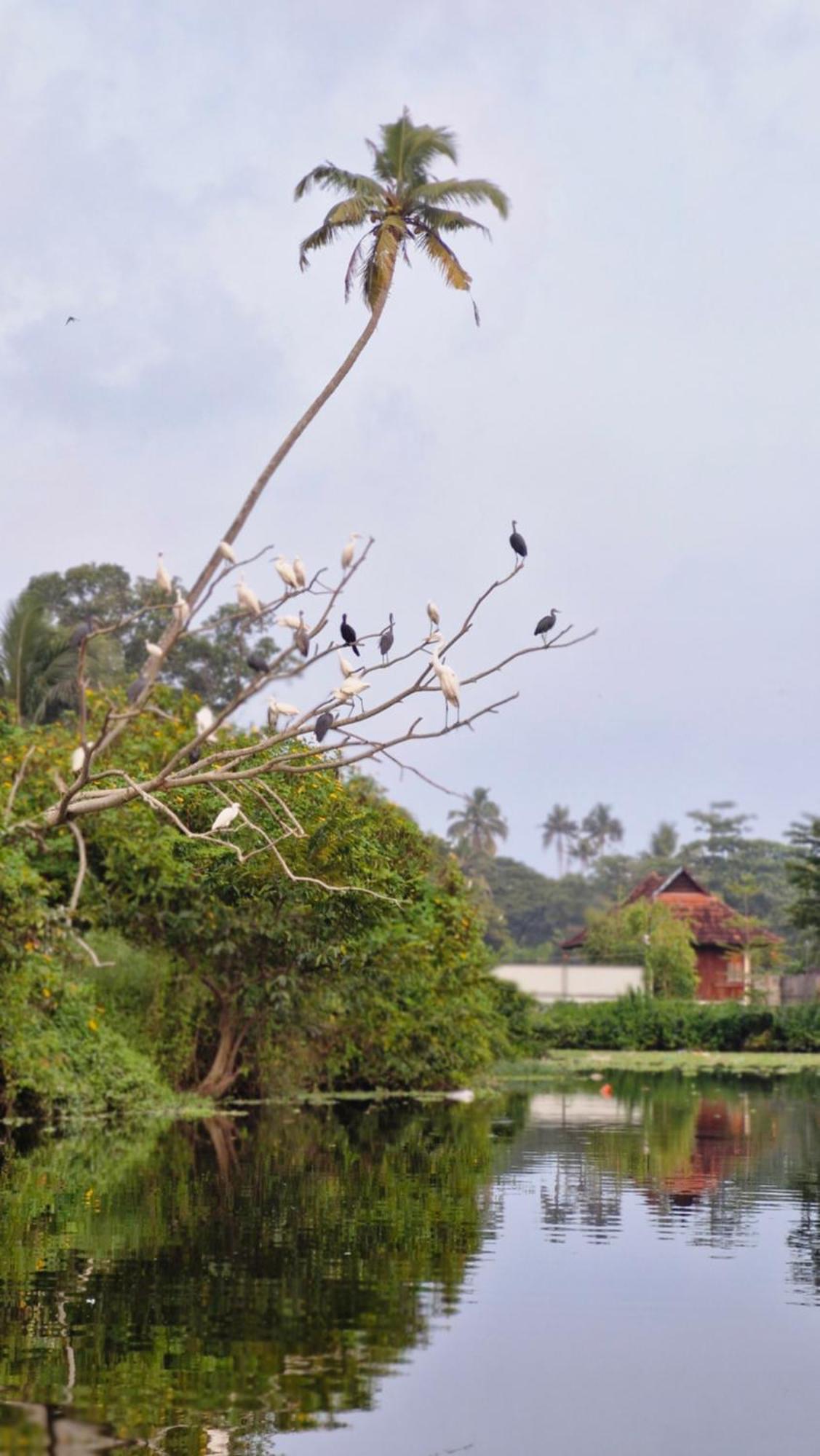 Bed and Breakfast Gypsea Marari Alappuzha Экстерьер фото